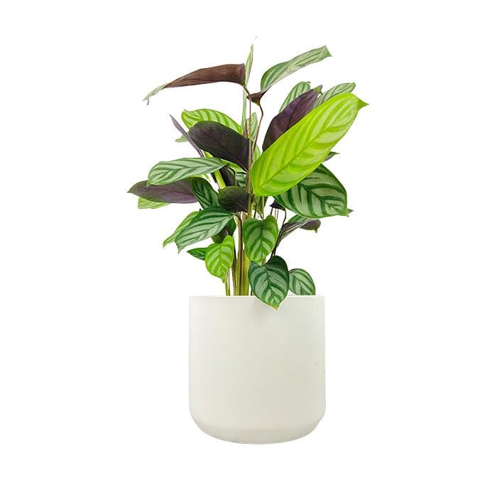 Calathea 'Compact Star' | Ctenanthe setosa, 6" - PlantX US