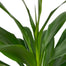 Cordyline Glauca | Cordyline fruticosa 'Glauca' - PlantX US