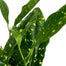 Croton Gold Dust | Codiaeum variegatum 'Gold Dust', 4" - PlantX US