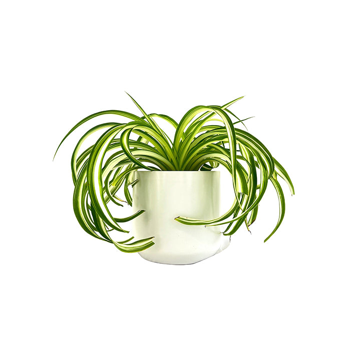 Curly Spider Plant 'Bonnie' | Chlorophytum comosum, 4" - PlantX US