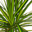 Dragon Tree ‘Sun Ray' | Dracaena marginata 'Sun Ray' - PlantX US