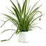 Irish Spider Plant | Chlorophytum comosum, 6