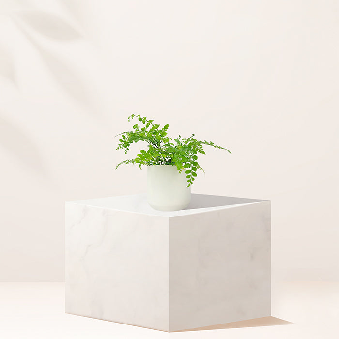 Parvati Fern | Asplenium parvati, 4" - PlantX US