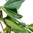 Peperomia 'Funky Frog' | Peperomia angulata, 4" - PlantX US