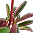 Peperomia 'Ruby Glow' | Peperomia graveolens, 6" - PlantX US