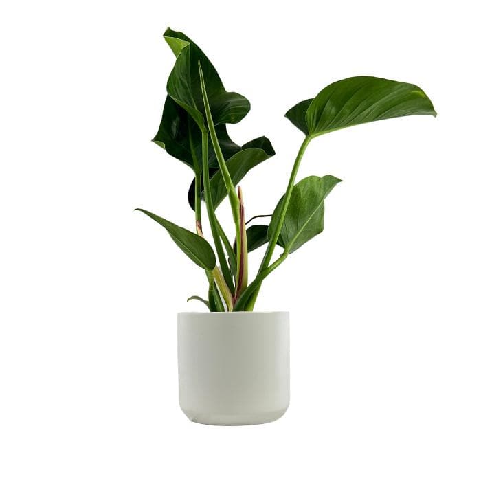 Philodendron 'Congo Green' | Philodendron congo, 6" - PlantX US