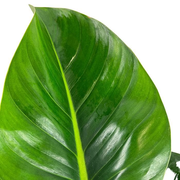 Philodendron 'Congo Green' | Philodendron congo, 6" - PlantX US