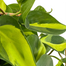 Heart-leaf ‘Brazil’| Philodendron cordatum ‘Brazil’, 8"HB - PlantX US