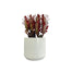 Good Luck Cactus 'Red' | Euphorbia trigona rubra, 4