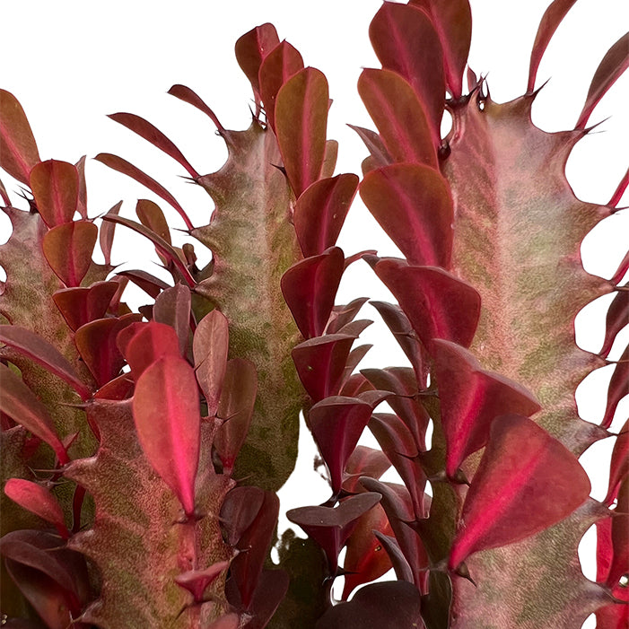 Good Luck Cactus 'Red' | Euphorbia trigona rubra, 4" - PlantX US