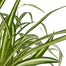 Spider Plant | Chlorophytum comosum, 6