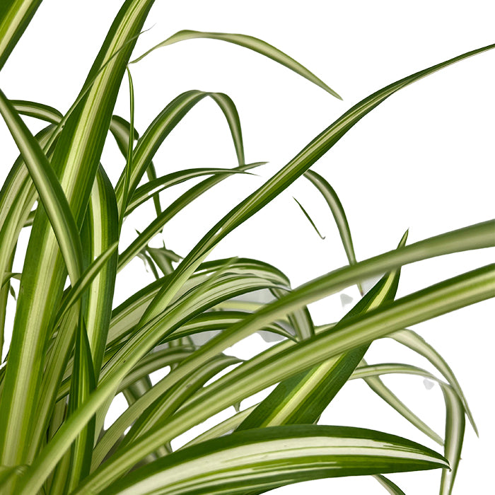 Spider Plant | Chlorophytum comosum, 6" HB - PlantX US
