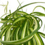 Curly Spider Plant 'Bonnie' | Chlorophytum comosum, 4