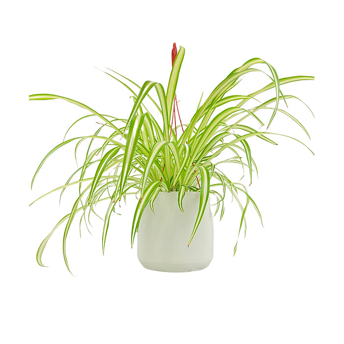 Spider Plant | Chlorophytum comosum, 6" HB - PlantX US