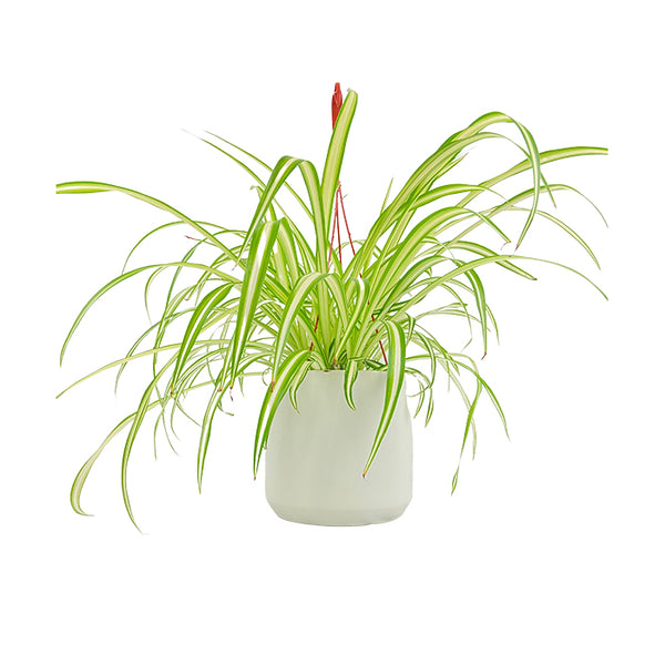 Spider Plant – Chicago Plants