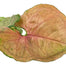 Syngonium 'Mango Allusion' | Syngonium podophyllum, 4" - PlantX US
