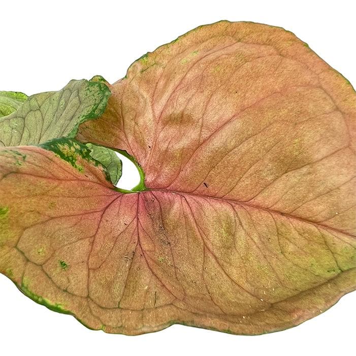 Syngonium 'Mango Allusion' | Syngonium podophyllum, 4" - PlantX US